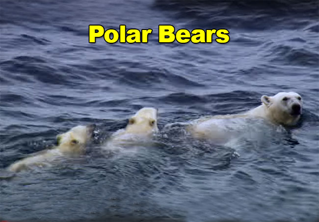 Torngat Polar Bears