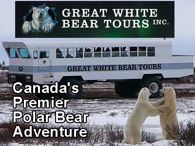 Great White Bear Tours in Churchill