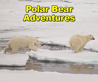 Churchill Polar Bear Adventures